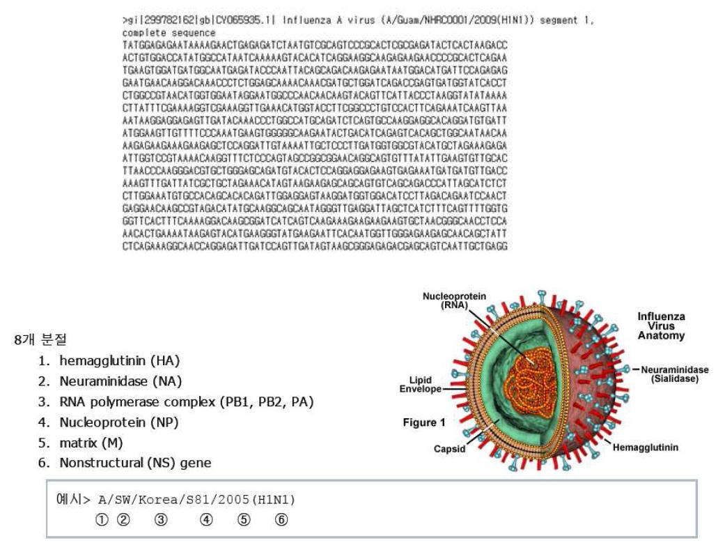 인플루엔자 유전자의 명명법