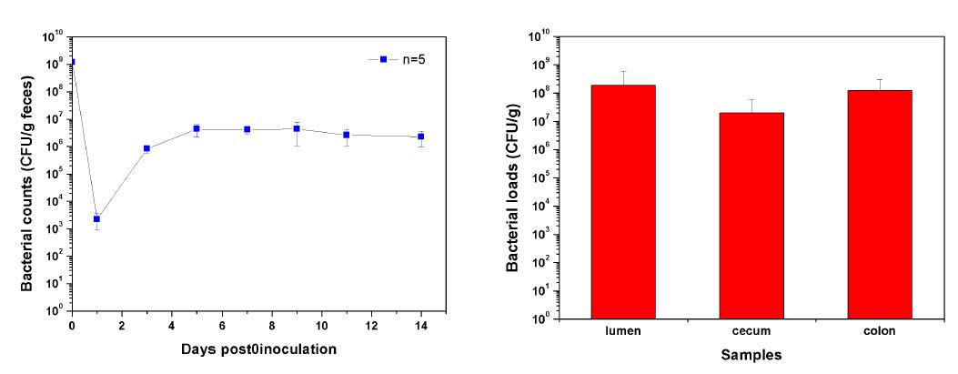 C. rodentium에 대한 마우스 대장염 감염질환모델 개발 및 감염 kinetic 분석