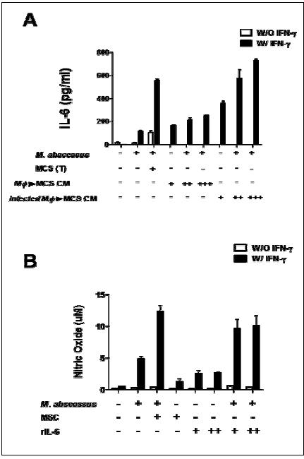 M. abscessus 감염 시 IL-6 와 nitric oxide 생성의 상관관계 확인