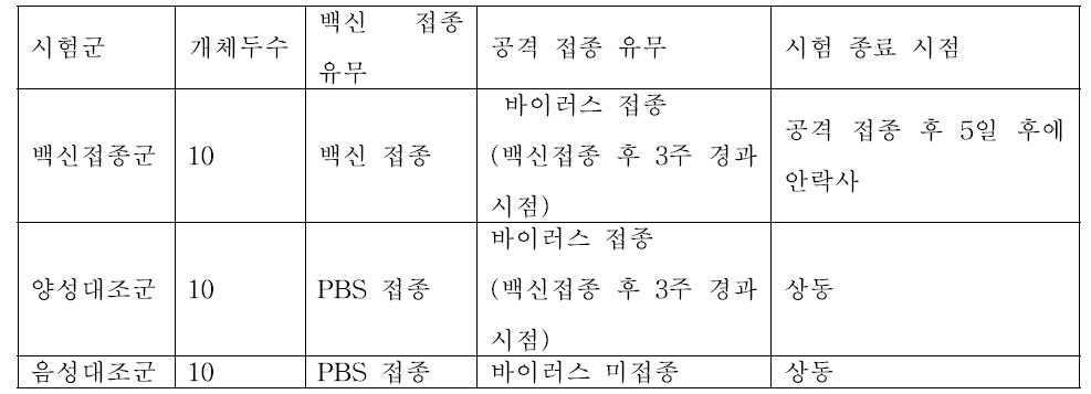 닭 전염성기관지염 공격 접종 시험 디자인