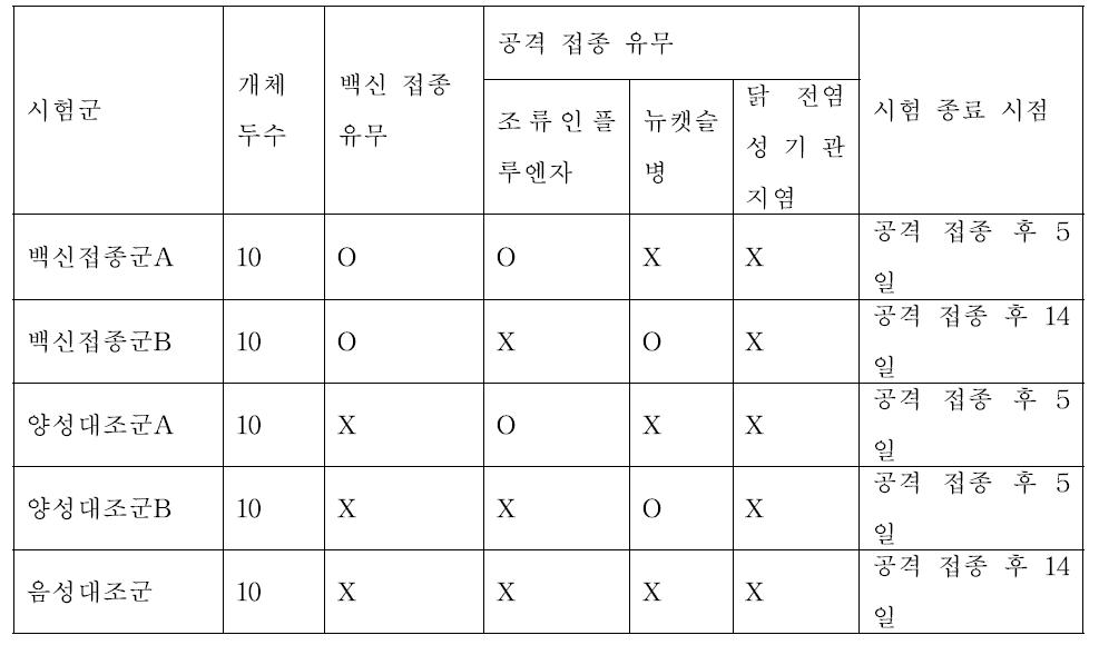 조류인플루엔자, 닭 전염성기관지염, 뉴캣슬병 혼합백신 공격 접종 시험 디자인