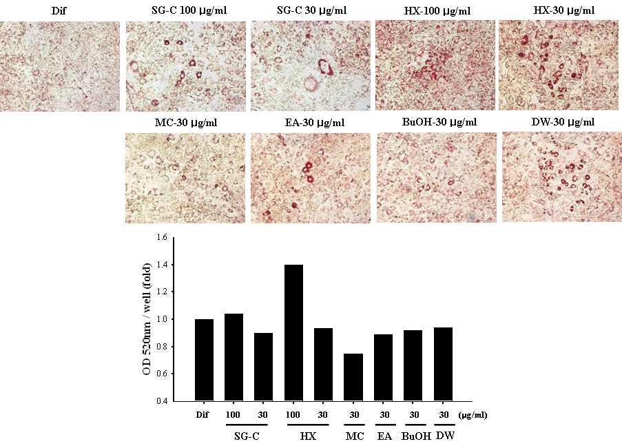 mouse peradipocyte인 3T3-L1 세포에서의 adipocyte differentiation assay