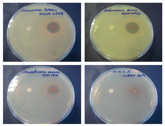 방선균 KMC-004의 초산에틸분획물의 Micrococcus leuteus KCCM 11548 (위,좌), Enterococcus hirae KCCM 11768 (위,우), Staphylococcus aureus KCTC 1916 (아래 좌), Staphylococcus aureus CCARM 3089 MRSA (아래,우) 에 대한 항균활성 사진