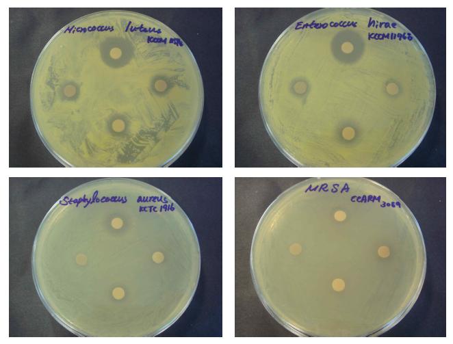 방선균 KMC-004의 초산에틸분획물 컬럼분획물의 Micrococcus leuteus KCCM 11548 (위,좌), Enterococcus hirae KCCM 11768 (위,우), Staphylococcus aureus KCTC 1916 (아래 좌), Staphylococcus aureus CCARM 3089 MRSA (아래,우) 에 대한 항균활성 사진.