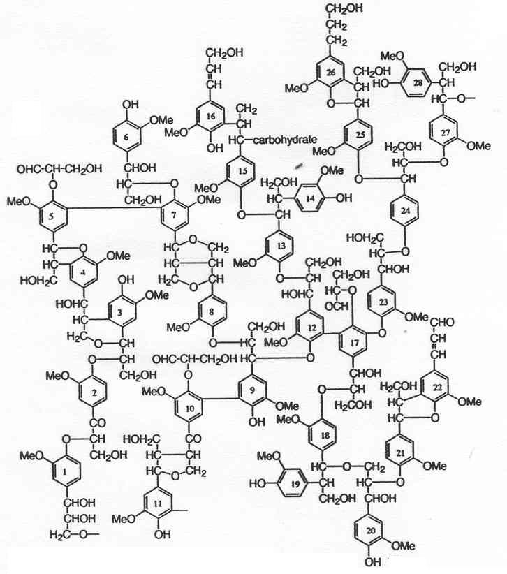 리그닌의 전형적인 구조
