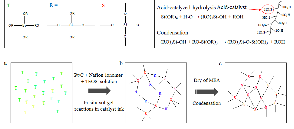 Schematic diagrams for in-situ sol-gel reactions of tetraethoxysilane (TEOS) in Nafion ionomer solution. The polymer-attached –SO3H groups conveniently serve to catalyze the hydrolysis reaction. (a) TEOS solution, (b) Continuous hydrolysis condensation reactions take place in catalyst ink slurry, (c) Finally, MEA is dried at 80℃ to remove residual solvent and promote further condensation of SiOH groups within silicate network.
