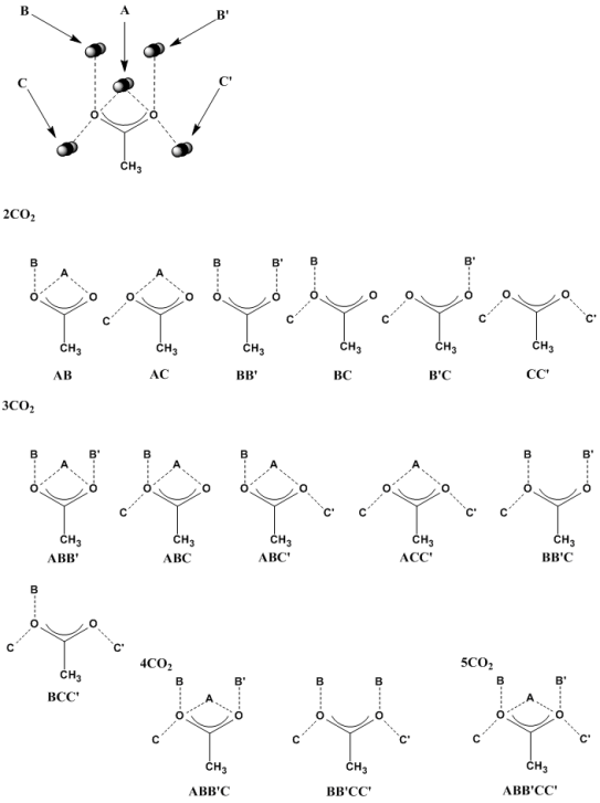 [nCO2?MeCO2]-의 CO2 개수별 bind 가능한 예상 구조