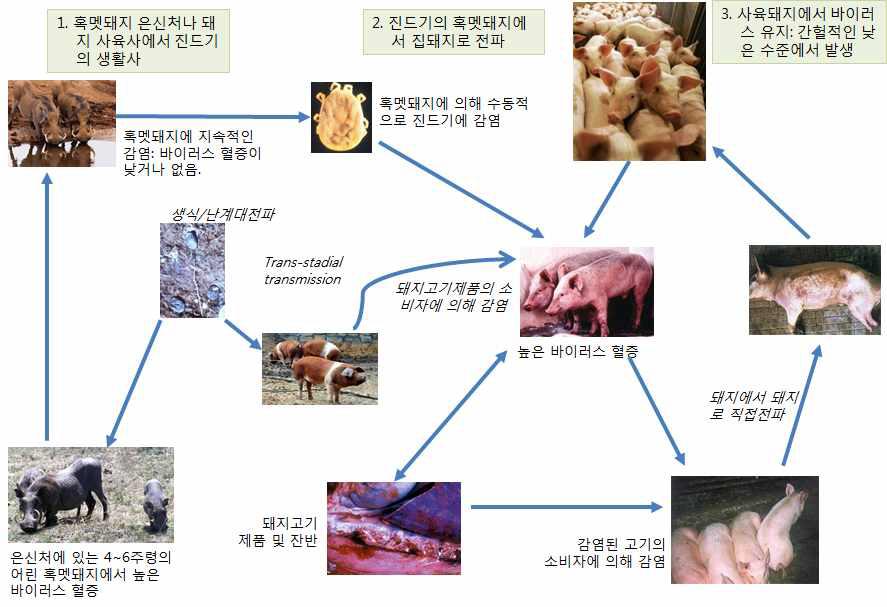 Transmission of African swine fever virus in warthog and pigs by ticks.