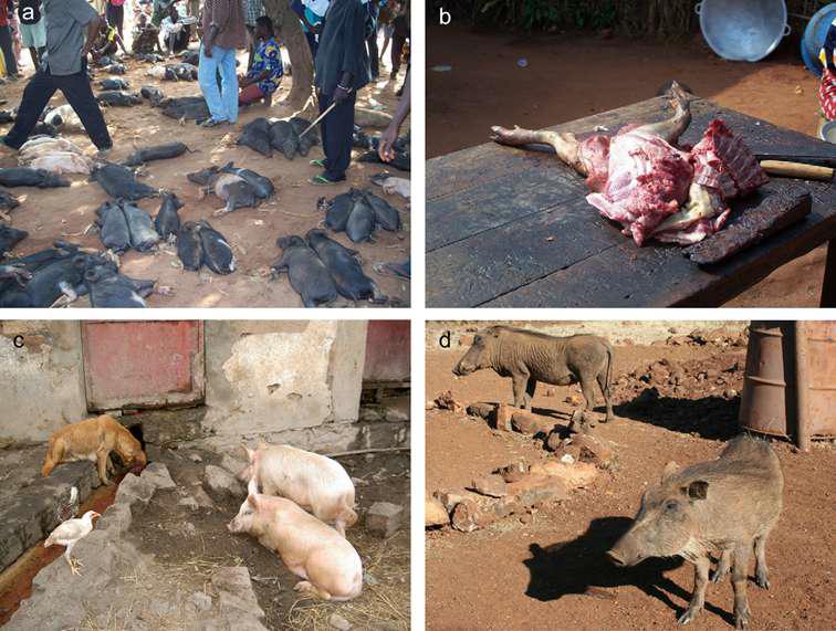 Pig market, meat and warthogs in Africa