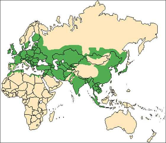 Range map of Eurasia wild boar (Sus scrofa)