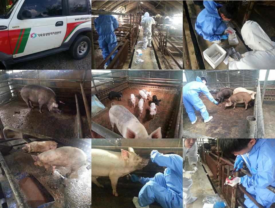 Blood collections from domestic pigs were supported by Livestock Health Control Association.