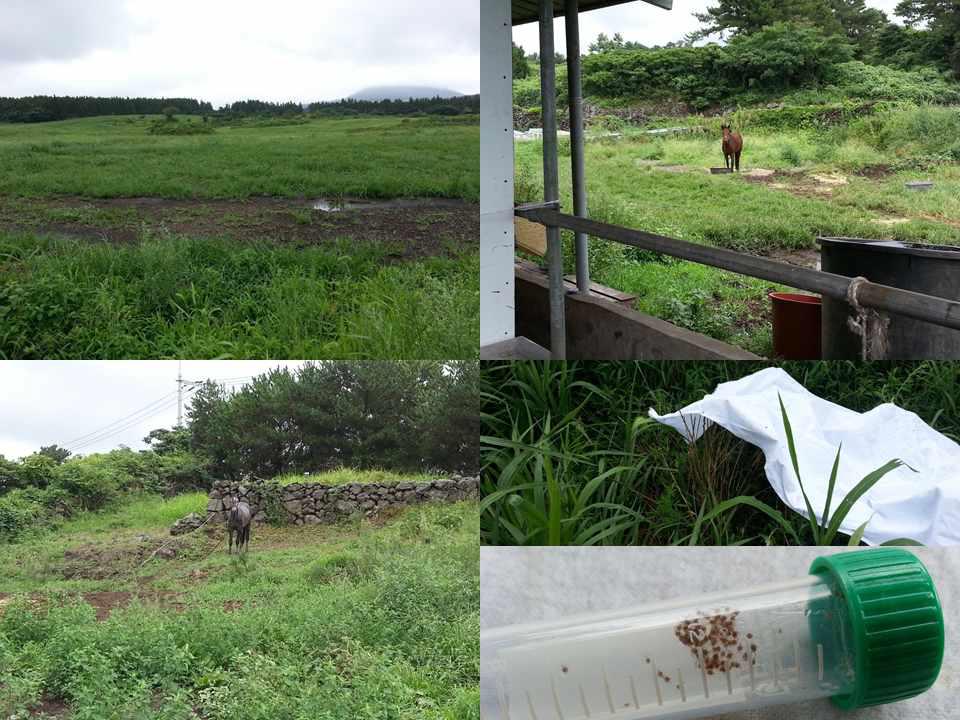 Tick collection from pasture for horses in Jeju-do.