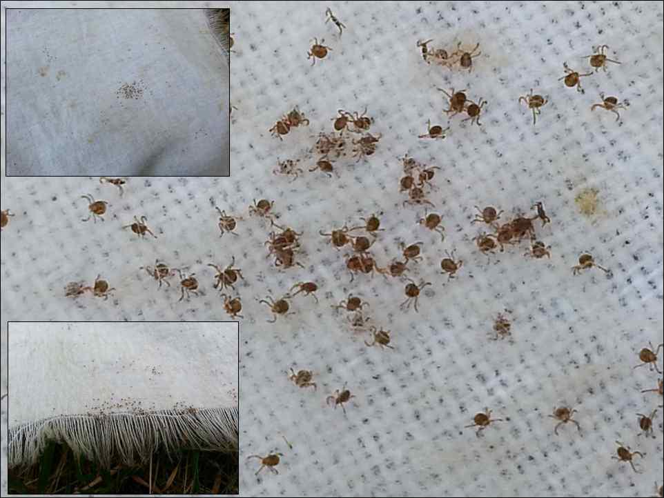 Larval ticks on dragging cloth.