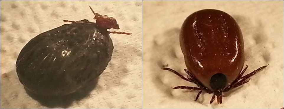 Blood sucked adult (Ixodes sp.). left, host skin tissue attached on mouth part oftick; right, adult female.