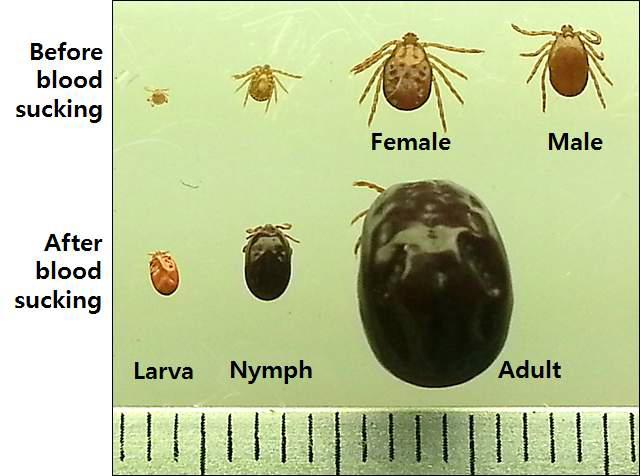 Comparison of size depend on developmental stages of Haemaphysalis longicornis.