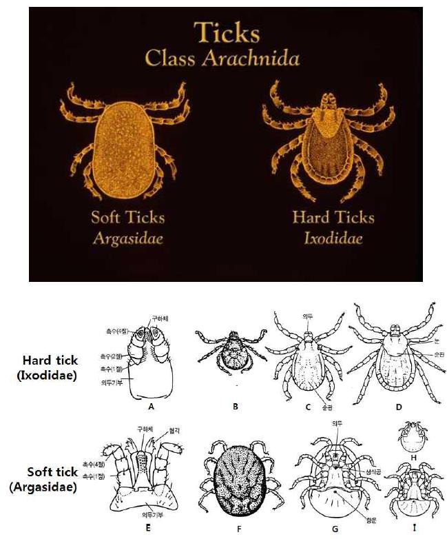 Comparison between soft ticks (Argasidae) and hard ticks (Ixodidae).