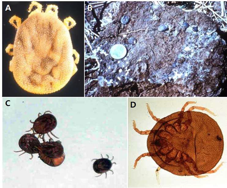 Soft tick vectors of African swine fevers.