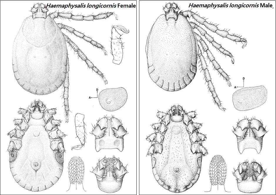 Haemaphysalis longicornis adult female (left), adult male (right)