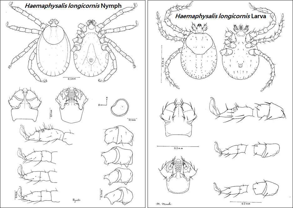 Haemaphysalis longicornis nymph (left), larva (right)