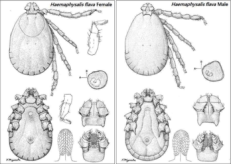 Haemaphysalis flava adult female (left), adult male (right)