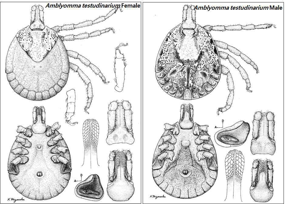 Amblyomma testudinarium adult female (left), adult male (right)