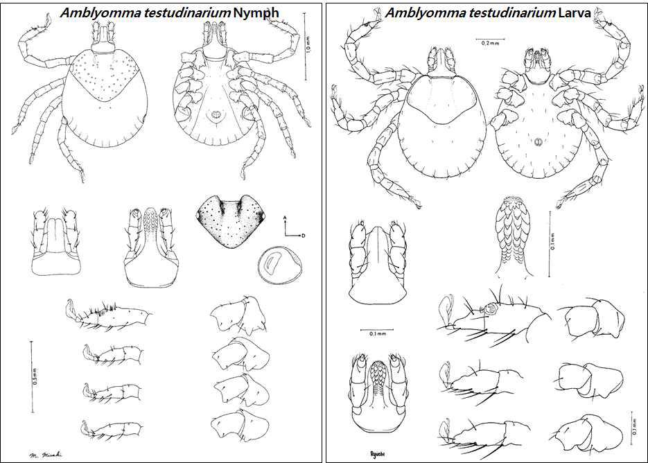 Amblyomma testudinarium nymph (left), larva (right)