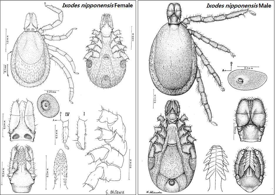 Ixodes nipponensis adult female (left), adult male (right)