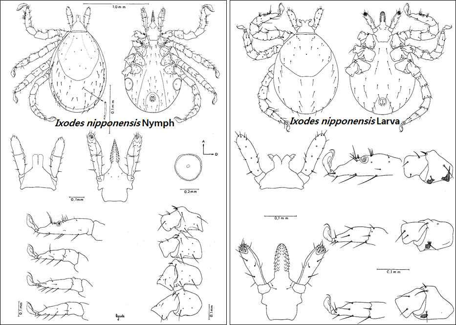 Ixodes nipponensis nymph (left), larva (right)