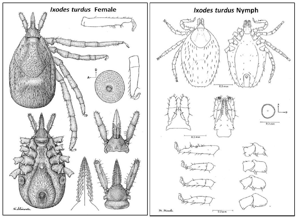 Ixodes turdus adult female (left), nymph (right)