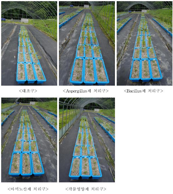 기능성물질 처리구별 식물생장 현황