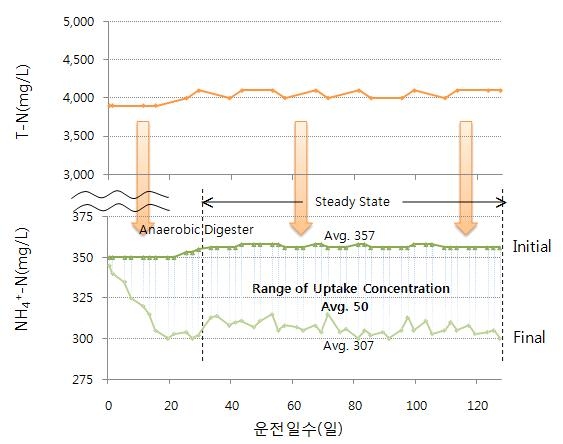 혐기성 미생물에 의한 NH4 +-N농도의이용(uptake) 특성