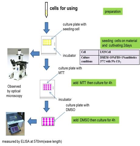 세포독성 평가를 위한 MTT 시험법