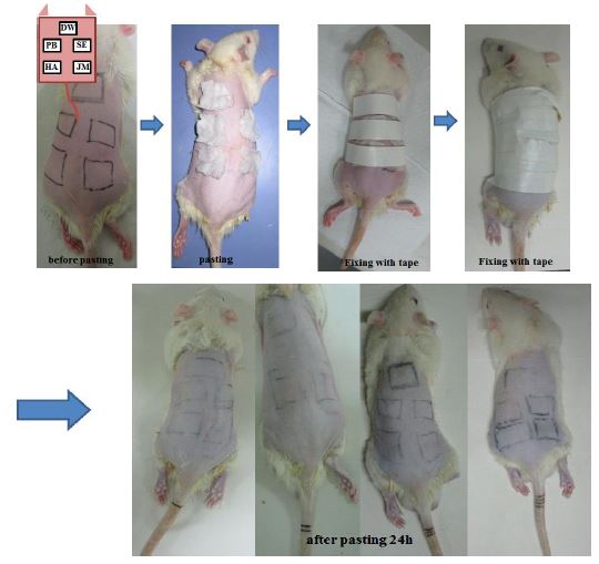 제모된 쥐 등쪽 면에서의 24시간 경과후 용출용액과의 접촉으로 인한 피부 감작 특성 검토 결과