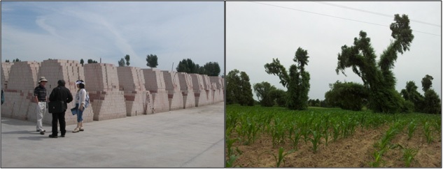 A brickfield (left) and the weird willow habitat (right).