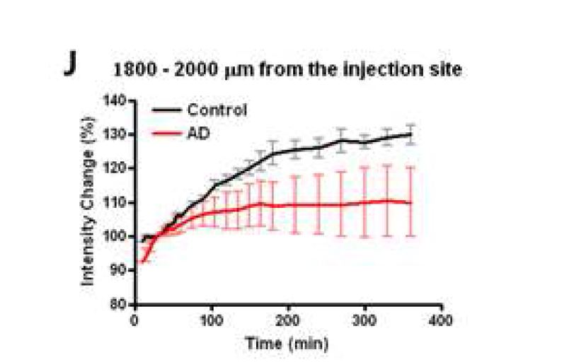 그림 12. 주입 위치로부터 A . 0-200 μm에서 J. 1800-2000 μm 까지의 평균 형광세기 변화. 빨간색 그래프는 알츠하이머병 생쥐(AD)를 나타내고, 검은색 그래프는 정상 생쥐(control)을 나타낸다.