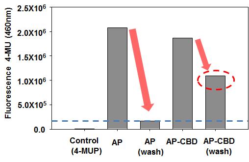 AP 리포터 단백질을 이용한 CBDcex의 결정형 섬유소에 대한 결합력 분석