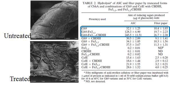 Glycosyl hydrolase Family9의 섬유소 분해효소의 활성도메인에 Fn3 도메 인과 Fn3/CBM3도메인을 도입하였을 때, Acid-swollen cellulose(ASC)와 filter paper에 대한 활성이 증가한다는 연구 결과