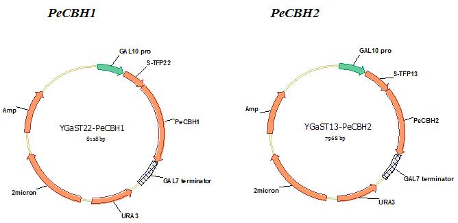 신규곰팡이 유래의 exoglucanase, PeCBH1과 PeCBH2의 발현 벡터