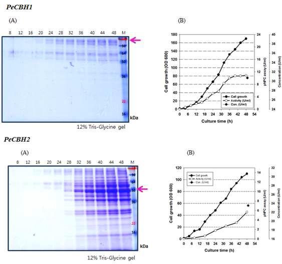 PeCBH1. PeCBH2의 시간 별 유가식 배양 결과정제한 PeCBH1과 PeCBH2