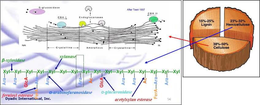섬유소 바이오매스 구성 및 효소에 의한 분해 메카니즘