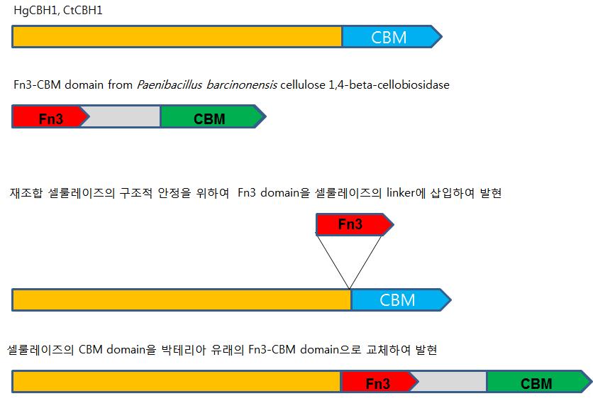 당화효소의 용해도 증진을 위한 Fn3의 도입