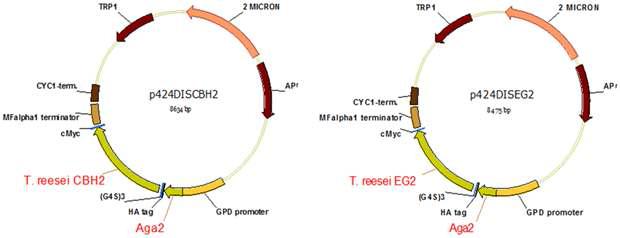 T. reesei CBH2, EG2의 효모 표면 발현용 플라스미드