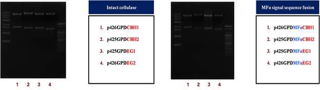 T. reesei 유래의 intact CBH1, CBH2, EG1, EG2 유전자(좌), 또는 MFalpha 분비 서열을 포함하는 섬유소 분해효소 유전자(우) 발현용 벡터에 클로닝 되 었음을 확인