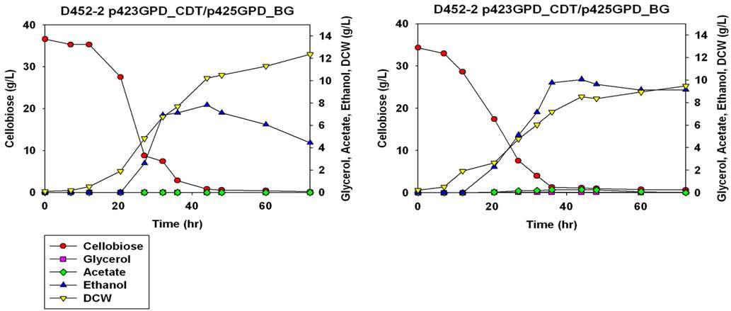 호기적 조건(좌) 및 혐기적 조건(우)에서의 재조합 효모의 cellobiose 발효 패턴