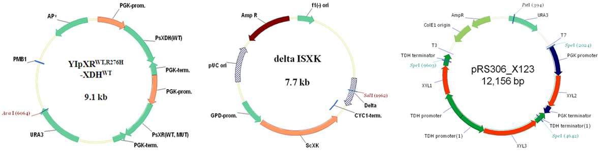 xylose 발효용 균주 구축에 이용된 벡터의 구조