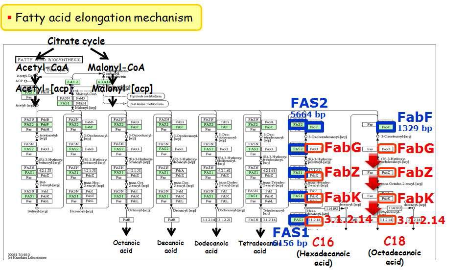 fatty acid elongation loop pathway 및 관련 유전자