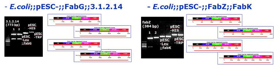 E.coli에 삽입된 pESC-vector 확인