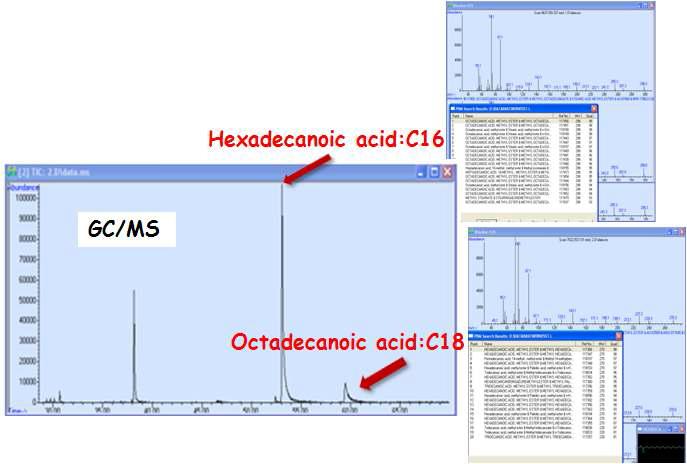 GC/MS를 통한 fatty acid 주요성분(C16과 C18) 분석