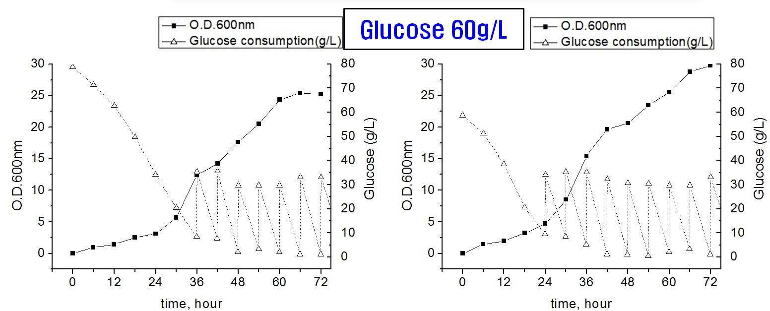 5L 발효기를 이용하여 균주의 성장에 미치는 인자인 초기 glucose 농도를 최적화