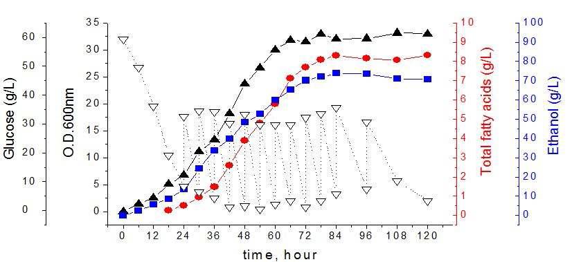 최적화된 fed-batch 배양 조건을 이용하여 재조합 균주의 5L 발효기로 120 시간 배양